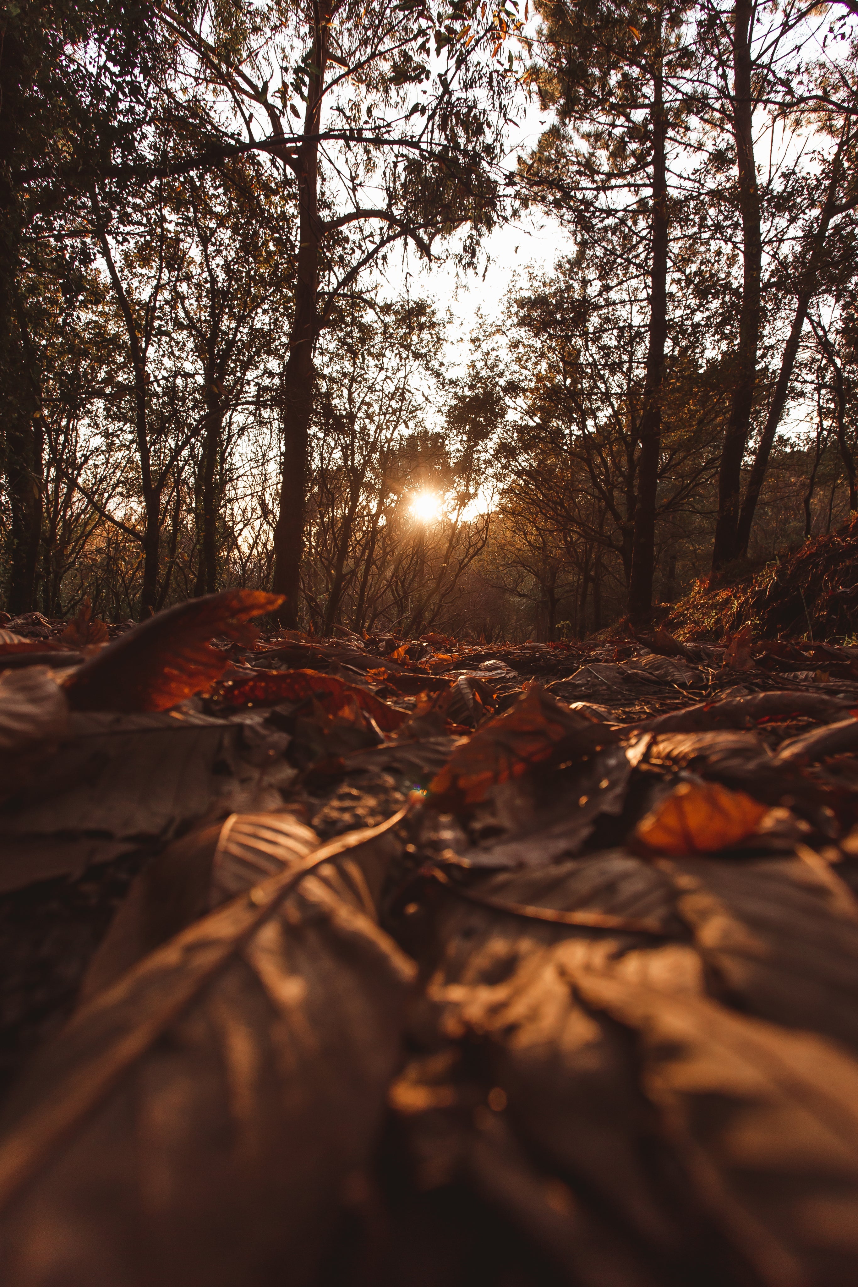 Herbst